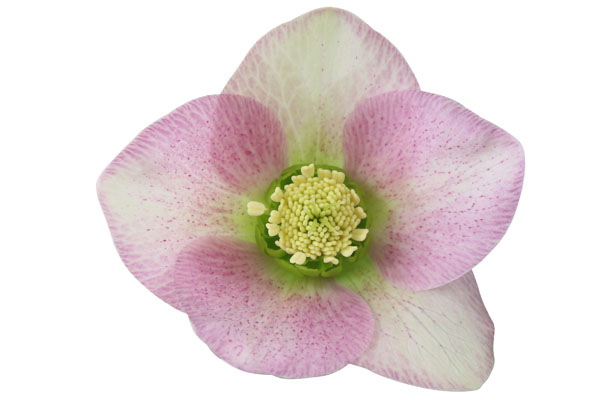 Helleborus ViV® Rosa